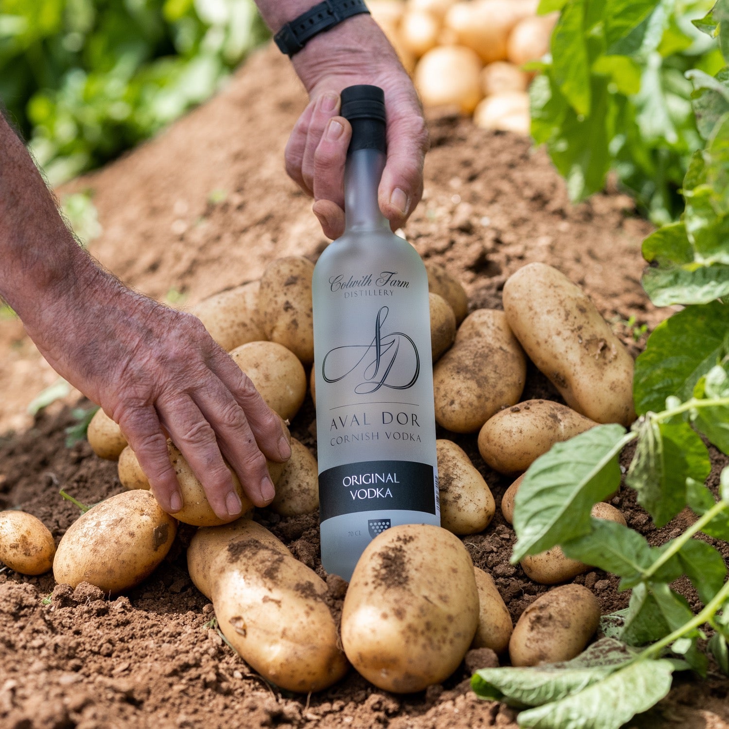 Aval Dor vodka with the potatoes from which it is made